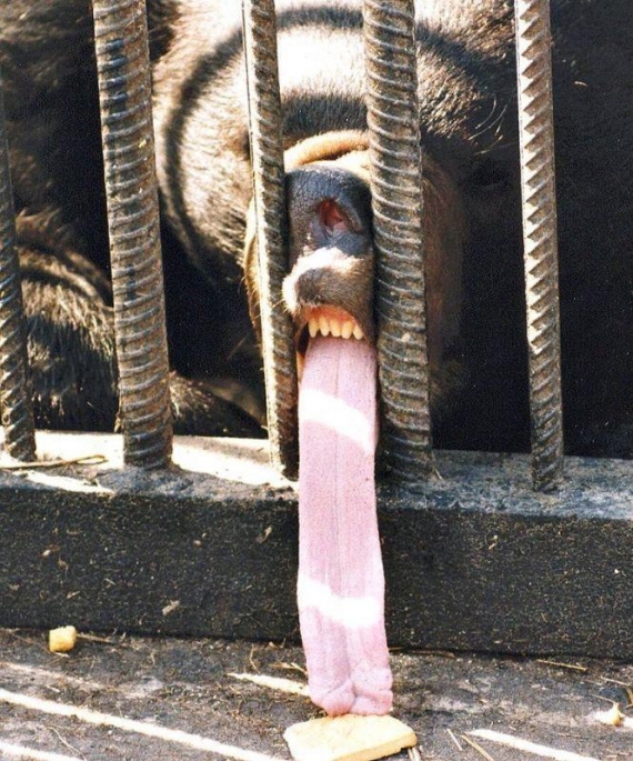 Bear with a long tongue